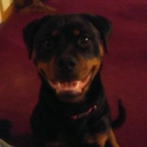 Meet your Posher, Frank